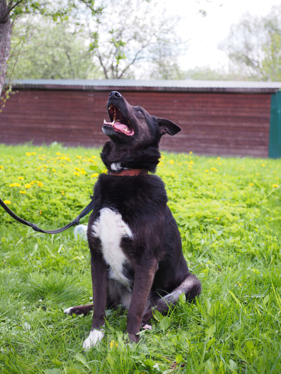 Собаки в Москве: Чудесная Джульетта в потсках дома Девочка, Бесплатно - фото 7