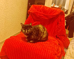 Кошки в Томске: Потерялась черепаховая кошка Девочка, Бесплатно - фото 4
