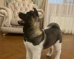 Собаки в Омске: Щенки Американской акиты Девочка, 1 руб. - фото 5