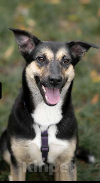 Собаки в Москве: Лира, маленькая красотка.  Девочка, Бесплатно - фото 3