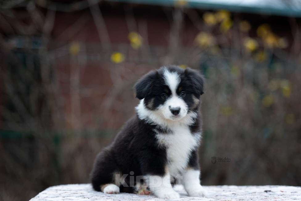 Собаки в Москве: Миниатюрная американская овчарка (мини-аусси) Девочка, 100 000 руб. - фото 3