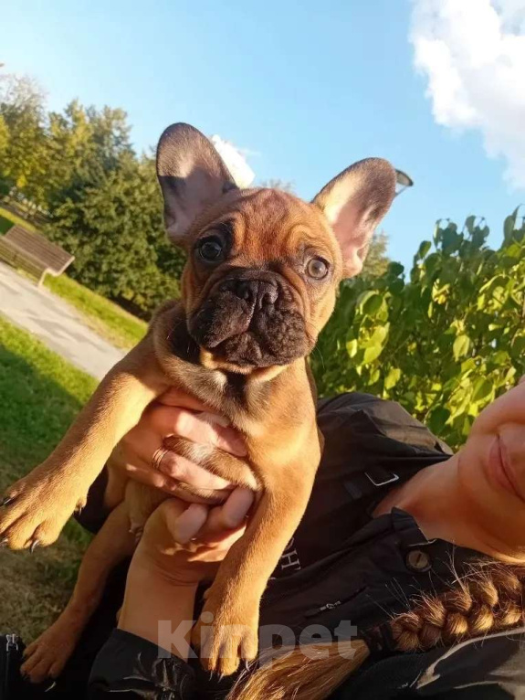 Собаки в Москве: Замечательный мальчик Мальчик, 70 000 руб. - фото 2