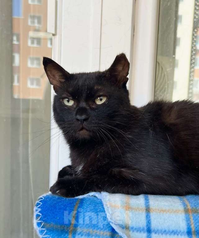 Кошки в Москве: Яркая личность кошечка Бавария в добрые руки Девочка, Бесплатно - фото 2