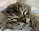 Кошки в Махачкале: Отдам котёнка в добрые руки!!! Девочка, Бесплатно - фото 3