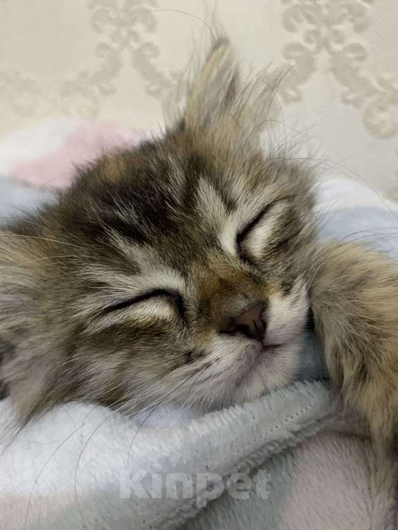 Кошки в Махачкале: Отдам котёнка в добрые руки!!! Девочка, Бесплатно - фото 3