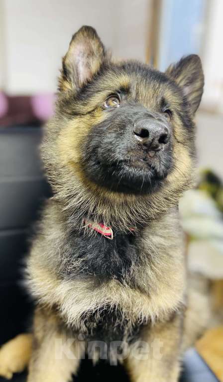 Собаки в Апрелевке: Зонарный немец  Мальчик, 70 000 руб. - фото 2