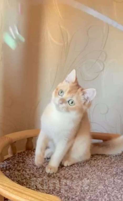 Кошки в Волгограде: Котик золотая шиншилла Мальчик, 10 000 руб. - фото 1