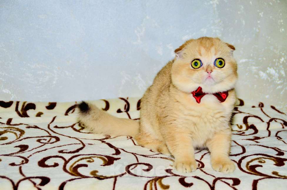 Кошки в Москве: Мальчик шотландский вислоухий Мальчик, 45 000 руб. - фото 1