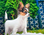 Собаки в Ульяновске: Очаровательные щенки породы Папийон. Орион. Мальчик, 50 000 руб. - фото 1
