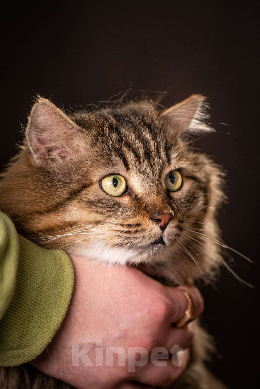 Кошки в Клине: Муфаса — благородный лев в облике кота Мальчик, Бесплатно - фото 4