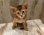 Кошки в Балашихе: Абиссинские чистокровные котята Девочка, 25 руб. - фото 1