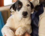 Собаки в Москве: Белый щенок Эмми в добрые руки Девочка, 1 руб. - фото 9