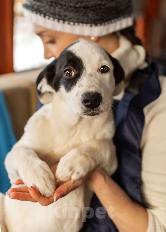 Собаки в Москве: Белый щенок Эмми в добрые руки Девочка, 1 руб. - фото 9