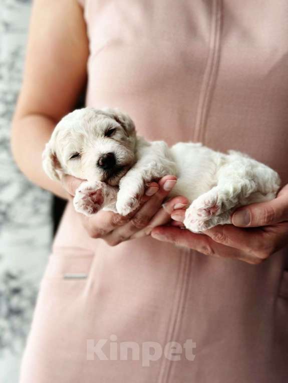 Собаки в Казани: Чудесные бишон-фризе Девочка, 100 000 руб. - фото 2