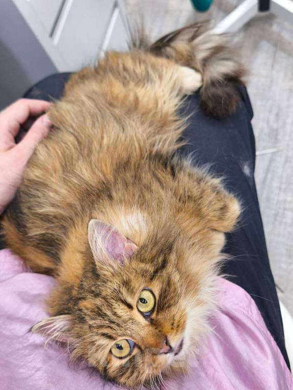 Кошки в Санкт-Петербурге: Молодая пушистая кошка. Девочка, Бесплатно - фото 4