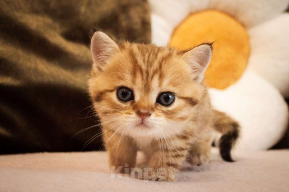 Кошки в Липецке: Шотландская кошечка Девочка, 25 000 руб. - фото 7