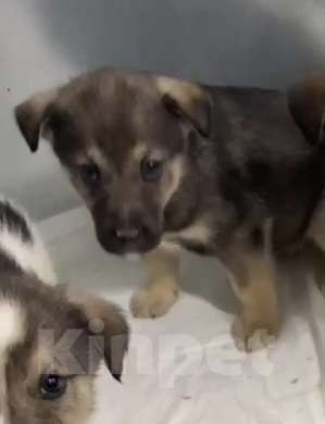 Собаки в Липецке: Щенки из приюта даром Девочка, Бесплатно - фото 5