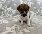 Собаки в Чехове: Щенки Джек Рассел терьер  Мальчик, 30 000 руб. - фото 5