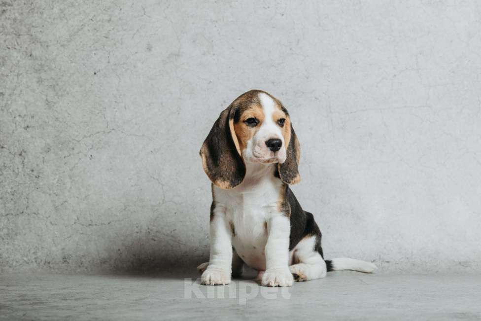 Собаки в Санкт-Петербурге: Высокопородный щенок бигля Мальчик, 80 000 руб. - фото 4