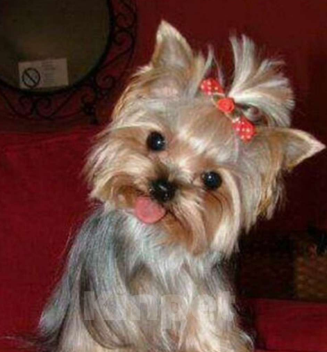 Собаки в Белгороде: Щенок йоркширского терьера Мальчик, 15 000 руб. - фото 3