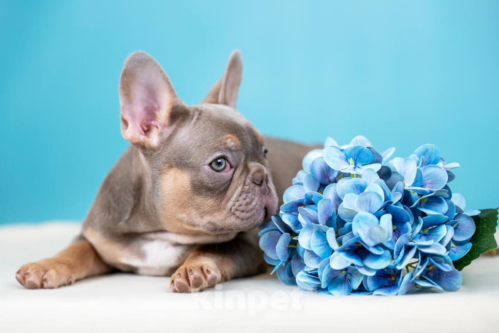 Собаки в Перми: Щенок Французского бульдога Мальчик, 120 000 руб. - фото 1