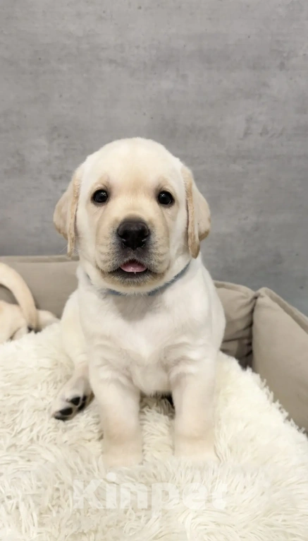 Собаки в Иркутске: ЩЕНКИ ЛАБРАДОРА РЕТРИВЕРА Разнополые, 60 000 руб. - фото 4