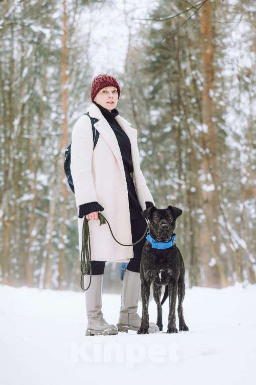 Собаки в Москве: Метис алано эспаньол Дони в добрые руки Мальчик, 1 руб. - фото 6