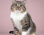 Кошки в Москве: Метис британской породы кот Бриз Мальчик, Бесплатно - фото 5