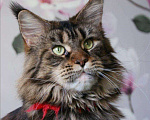 Кошки в Камызяке: Котенок Мейн кун, 25 000 руб. - фото 9