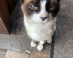 Кошки в Твери: Молодой сиамский котик ищет дом!!! Мальчик, Бесплатно - фото 2