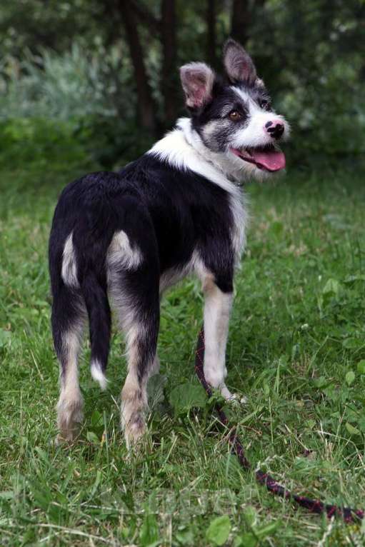 Собаки в Москве: Смайл Мальчик, Бесплатно - фото 3