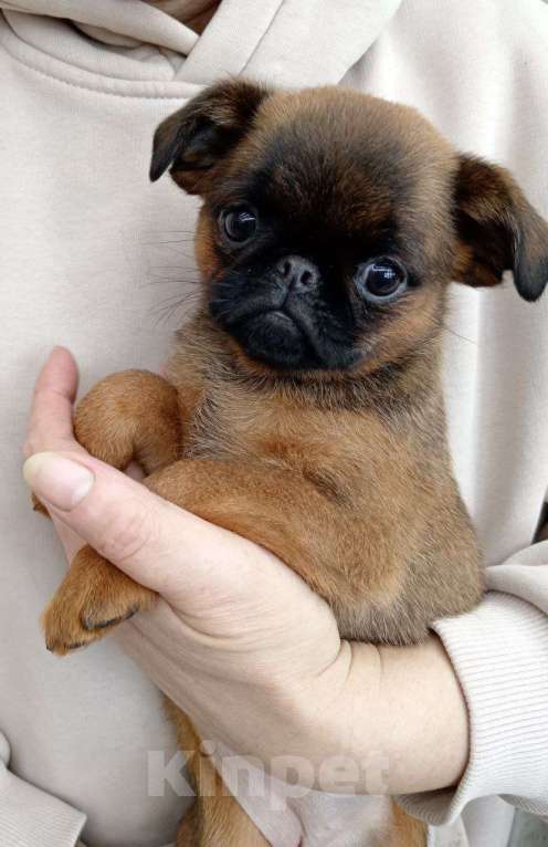 Собаки в Туле: Моя Прелнсть Девочка, 35 000 руб. - фото 4