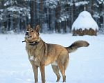 Собаки в Москве: Тимон ищет семью Мальчик, Бесплатно - фото 2