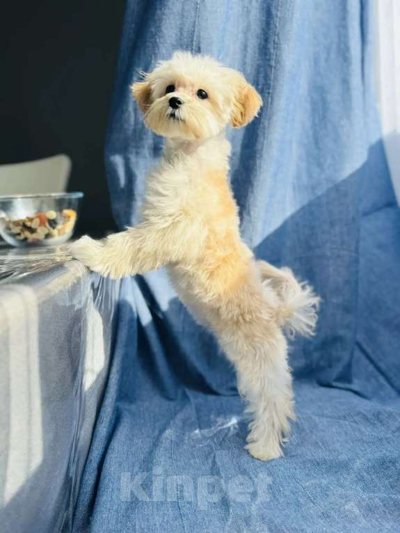 Собаки в Москве: Мини девочка мальтипу ф1 Девочка, 120 000 руб. - фото 3