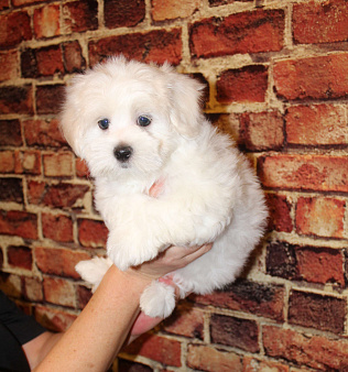 ЩЕНОК МАЛЬТИПУ