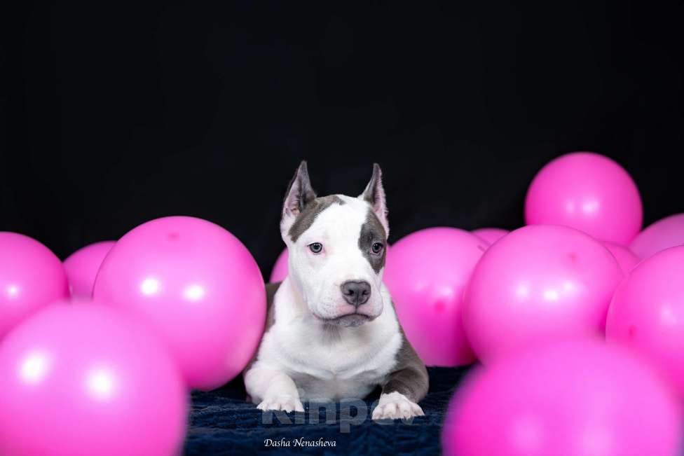 Собаки в Москве: Голубой щенок амстаффа из питомника Девочка, 100 000 руб. - фото 3