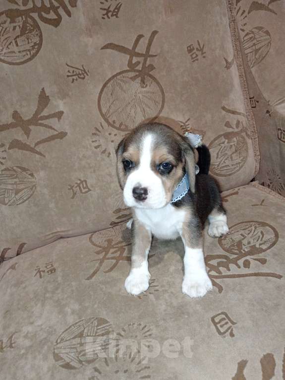 Собаки в Барнауле: Щенок бигля Мальчик, 40 000 руб. - фото 7