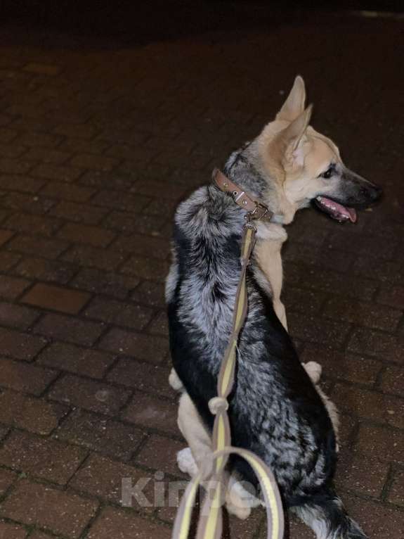 Собаки в других городах Московской области: Ищем новую семью Мальчик, Бесплатно - фото 6