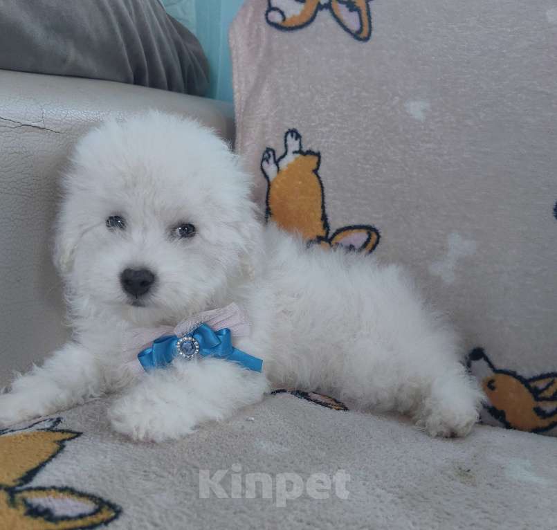 Собаки в Котельнике: Щенки Бишон фризе Мальчик, 40 000 руб. - фото 3