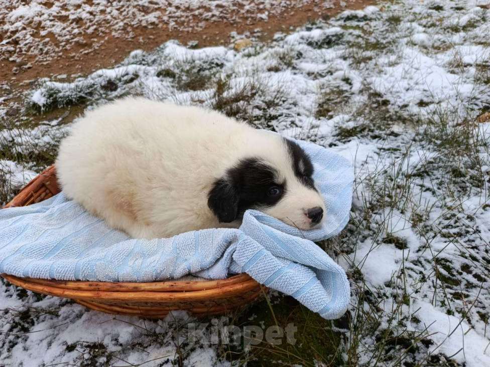 Собаки в Малоярославце: щенки пиренейской горной собаки_мальчик 1 Мальчик, 40 000 руб. - фото 4