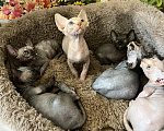 Кошки в Курске: Продам котят Разнополые, 10 000 руб. - фото 1