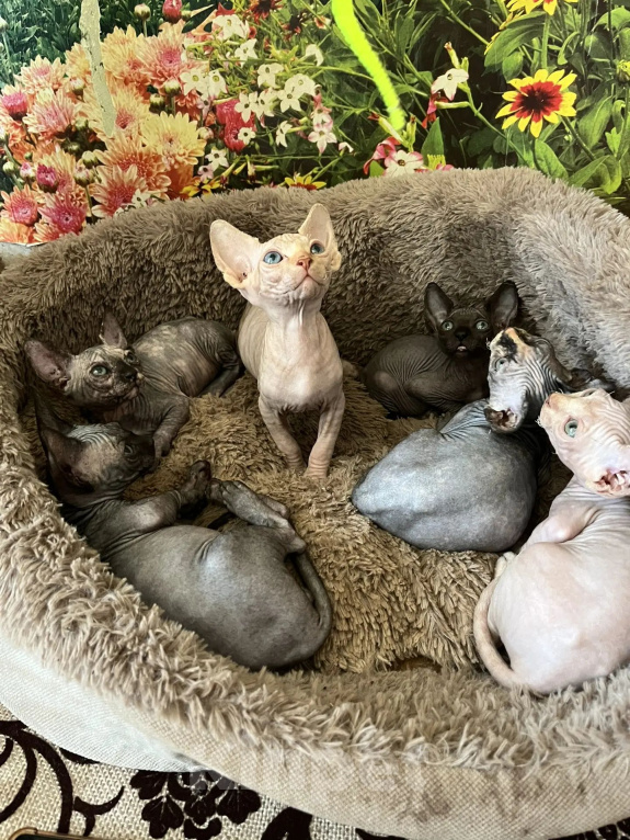 Кошки в Курске: Продам котят Разнополые, 10 000 руб. - фото 1