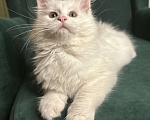 Кошки в Дятьково: Кошечка красивейшая  Девочка, Бесплатно - фото 2