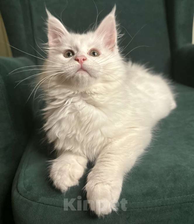 Кошки в Дятьково: Кошечка красивейшая  Девочка, Бесплатно - фото 2