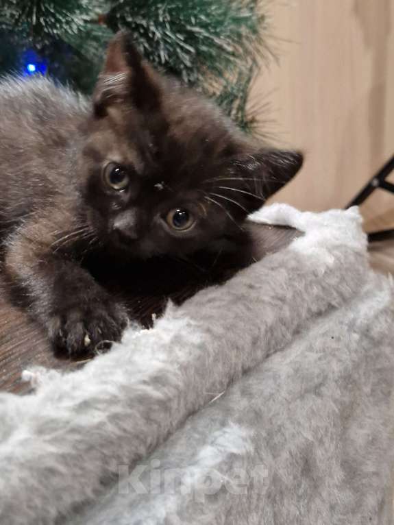 Кошки в Краснодаре: Шотландская ПРЯМОУХАЯ короткошерстная  Девочка, 7 000 руб. - фото 3