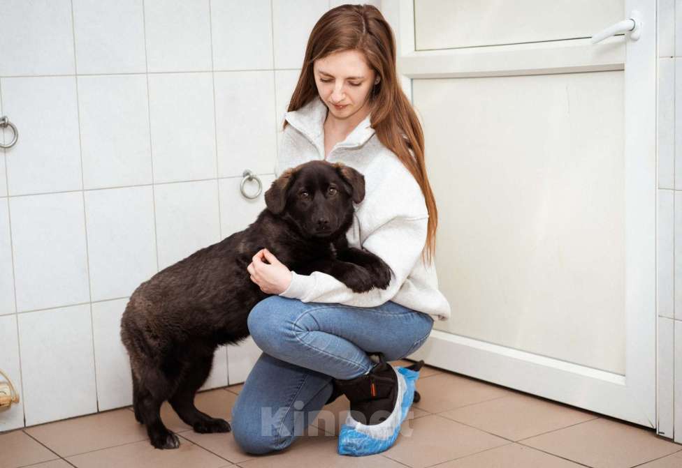 Собаки в Москве: Щенок очень ищет дом! Девочка, Бесплатно - фото 3