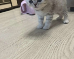 Кошки в Хабаровске: Шотландские пряухие котятки Девочка, 15 000 руб. - фото 5