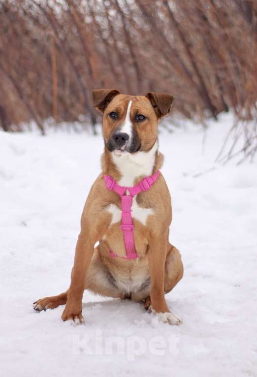 Собаки в Москве: Карри я яркой внешностью и нежной душой, мечтает о настоящей семье Девочка, Бесплатно - фото 2