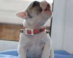 Собаки в Москве: Щенок французского бульдога с документами РКФ Девочка, 74 000 руб. - фото 7