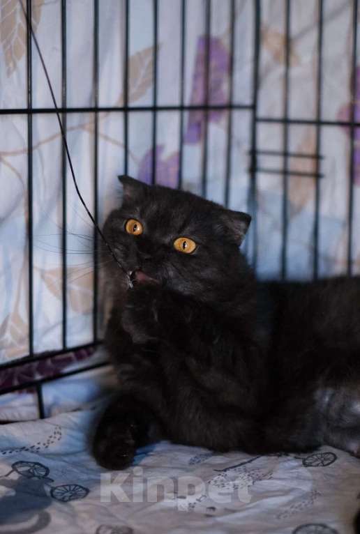 Кошки в Санкт-Петербурге: Лилу из приюта ищет дом Девочка, Бесплатно - фото 5